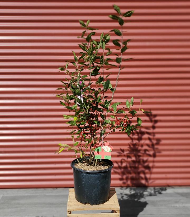 Ilex verticillata Winter Red #3