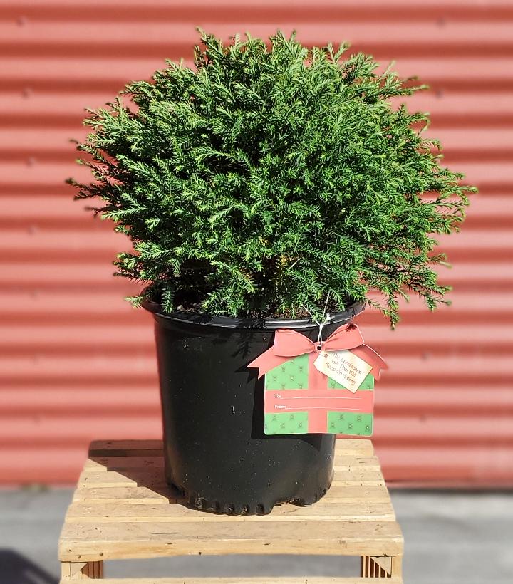 Thuja Mr. Bowling Ball® #2