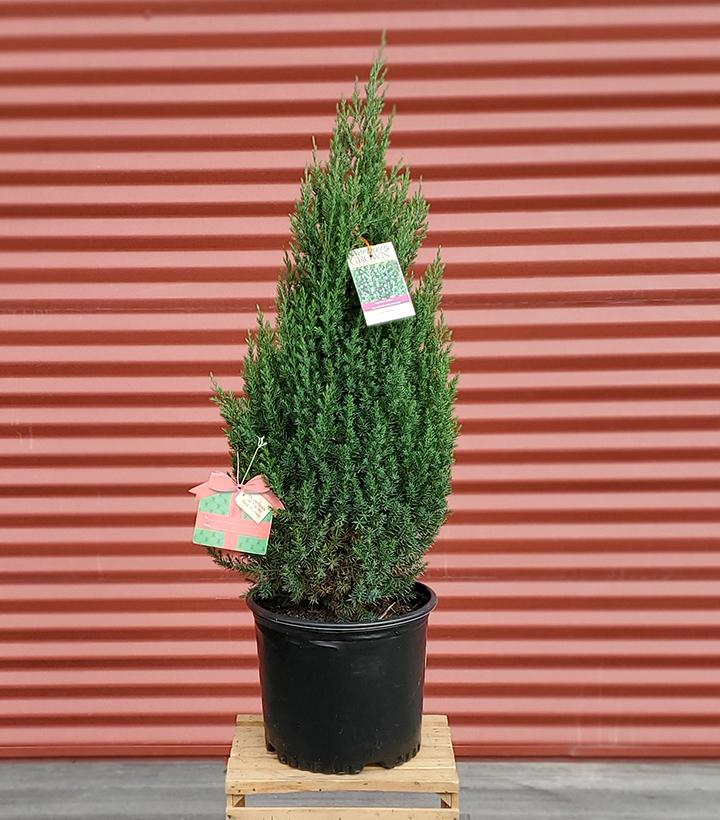 Juniperus chinensis Blue Point #3