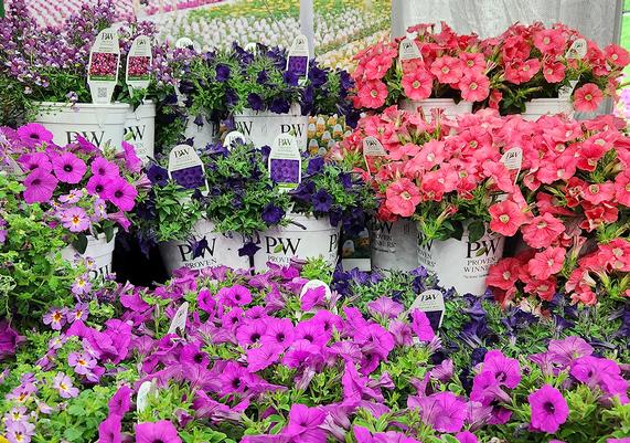 Proven Winners Petunia Display