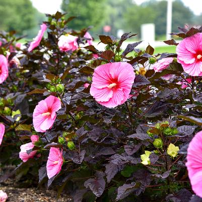 Hibiscus Summerific® 'Edge of Night'