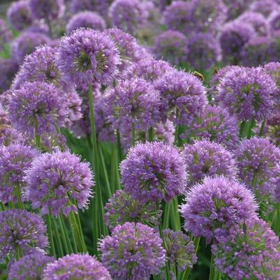 Allium 'Serendipity'