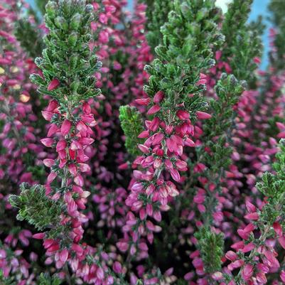 Calluna vugaris Beauty Ladies® 'Siska'