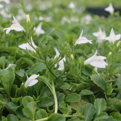 Mazus reptans Albus