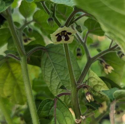 Physalis pruinosa 