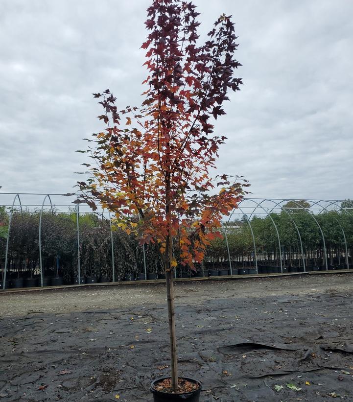 Acer rubrum Redpointe®