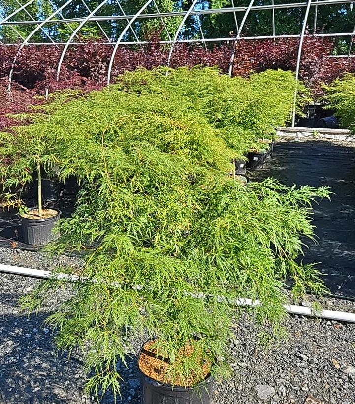 Acer palmatum dissectum 'Viridis'