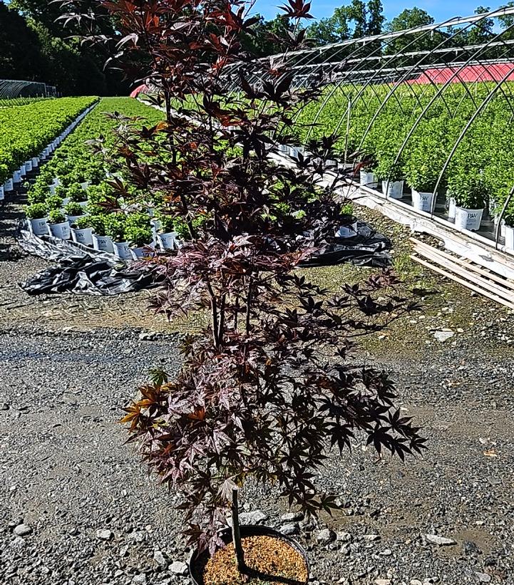 Acer palmatum 'Bloodgood'