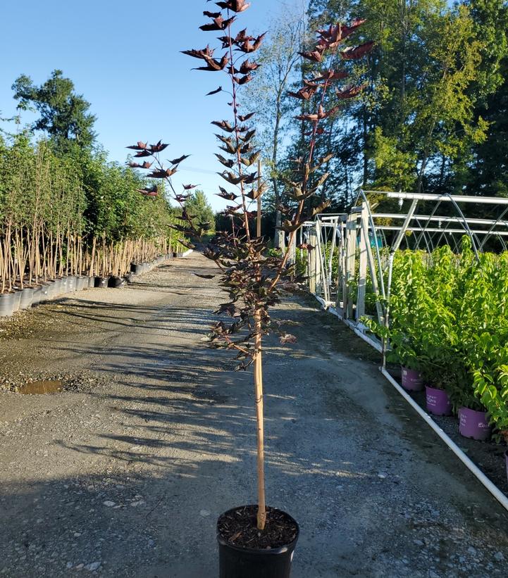 Acer platanoides x truncatum Crimson Sunset®