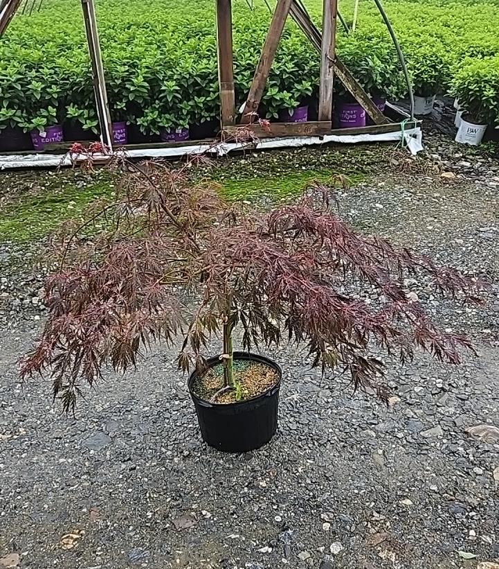 Acer palmatum dissectum 'Crimson Queen'