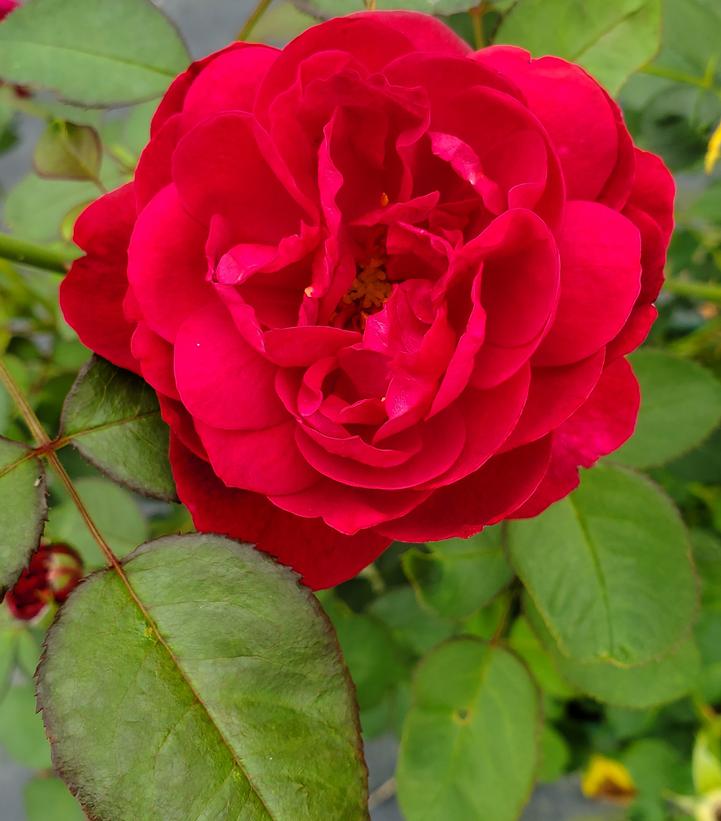 Rosa Darcey Bussell