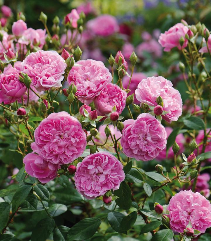 Rosa Harlow Carr®