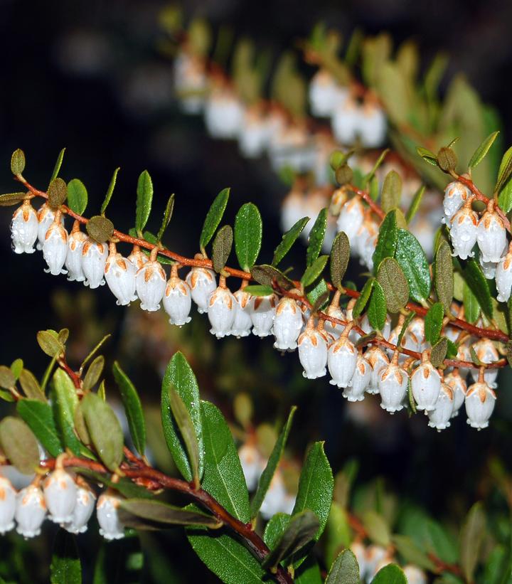 Chamaedaphne calyculata 