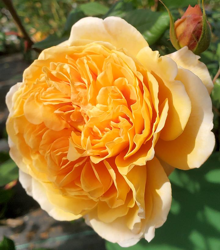 Rosa Crown 'Princess Margareta'