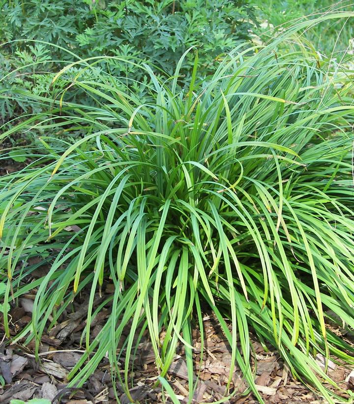 Carex amphibola 