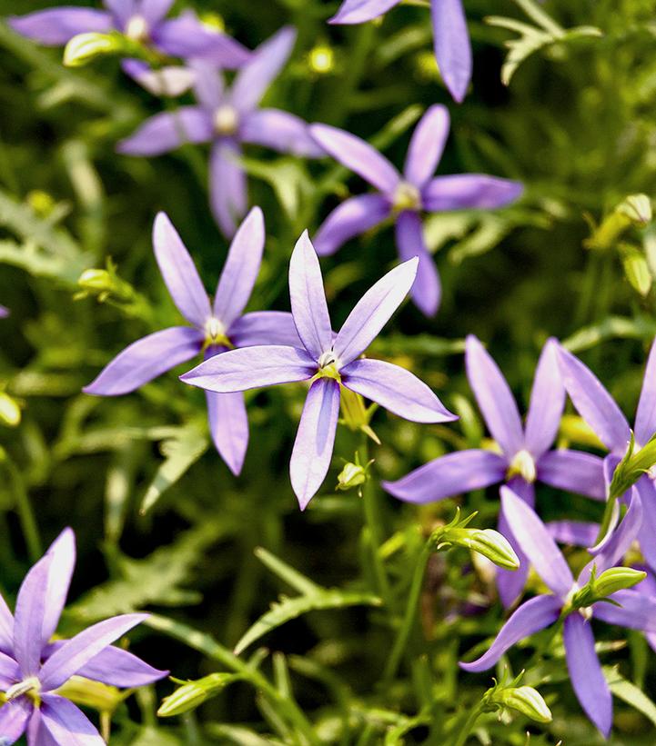 Isotoma fluviatilis 