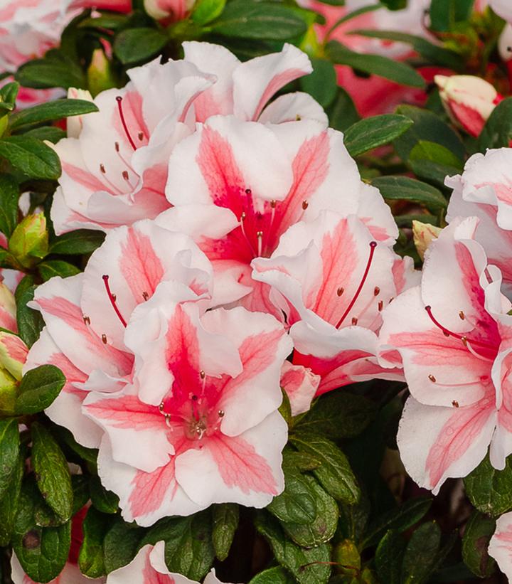 Azalea Encore® Autumn Starburst®