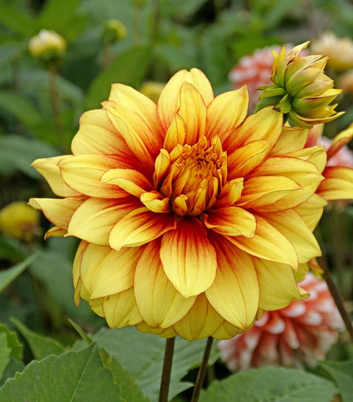 Dahlia 'Dazzling Magic'