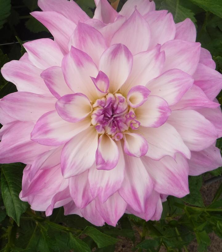 Dahlia 'Mikayla Miranda'