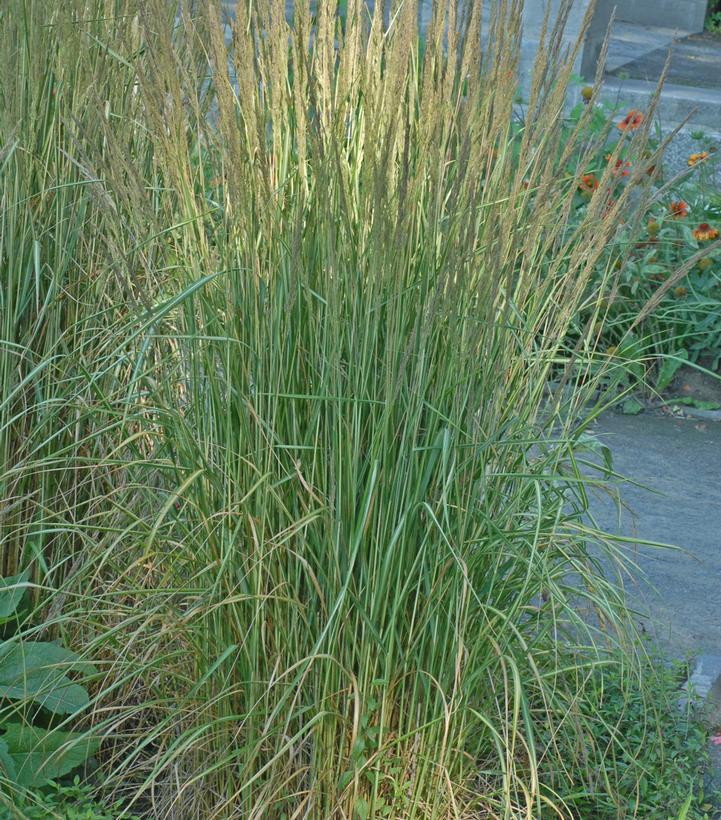 Calamagrostis a. Avalanche