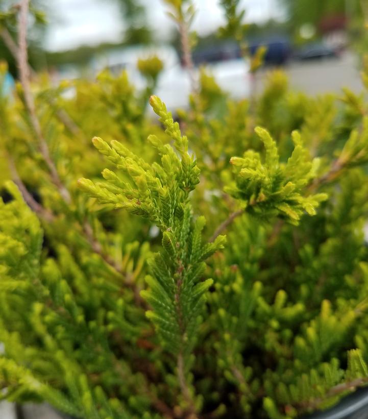 Calluna vulgaris Winter Chocolate