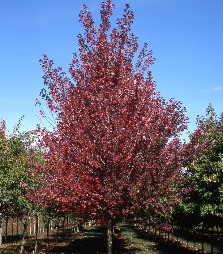 Acer rubrum Redpointe®