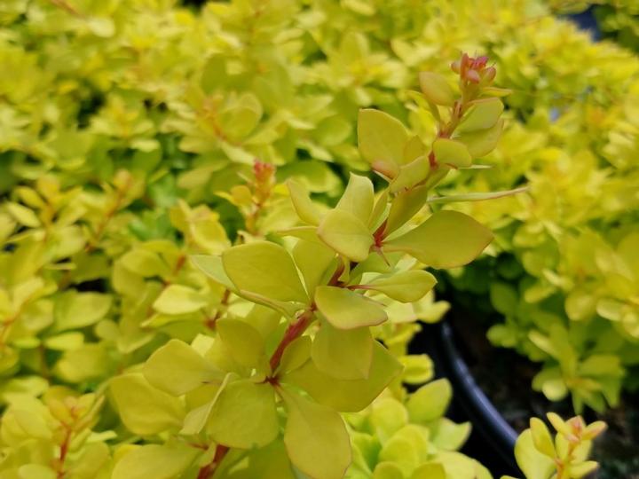 Berberis WorryFree® Lemon Glow®