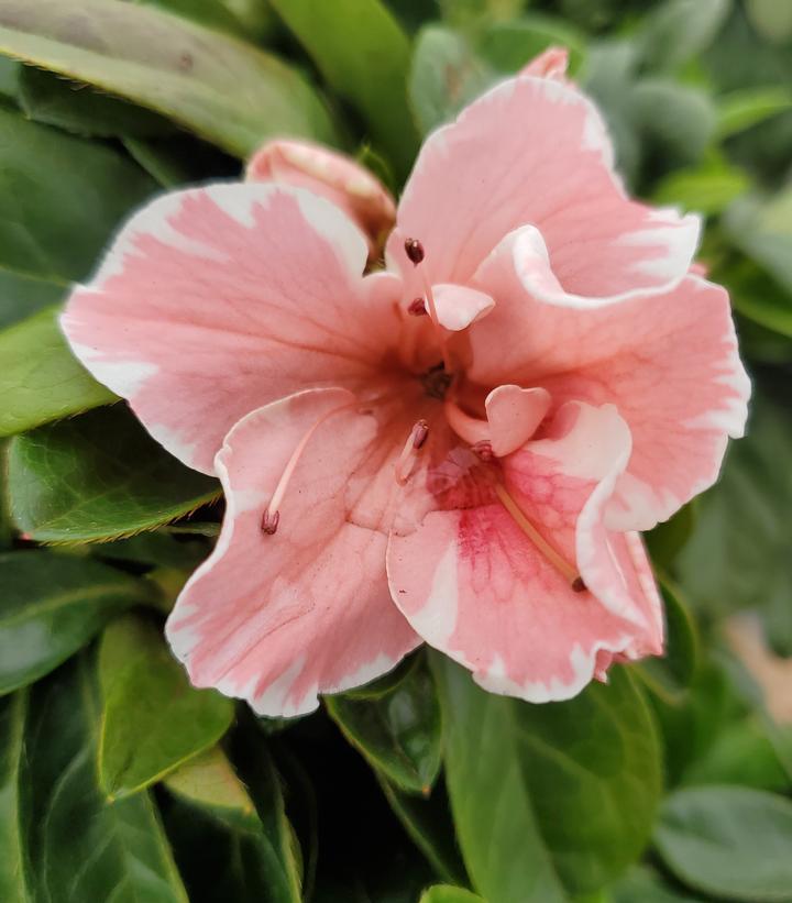 Azalea Encore® Autumn Starburst®