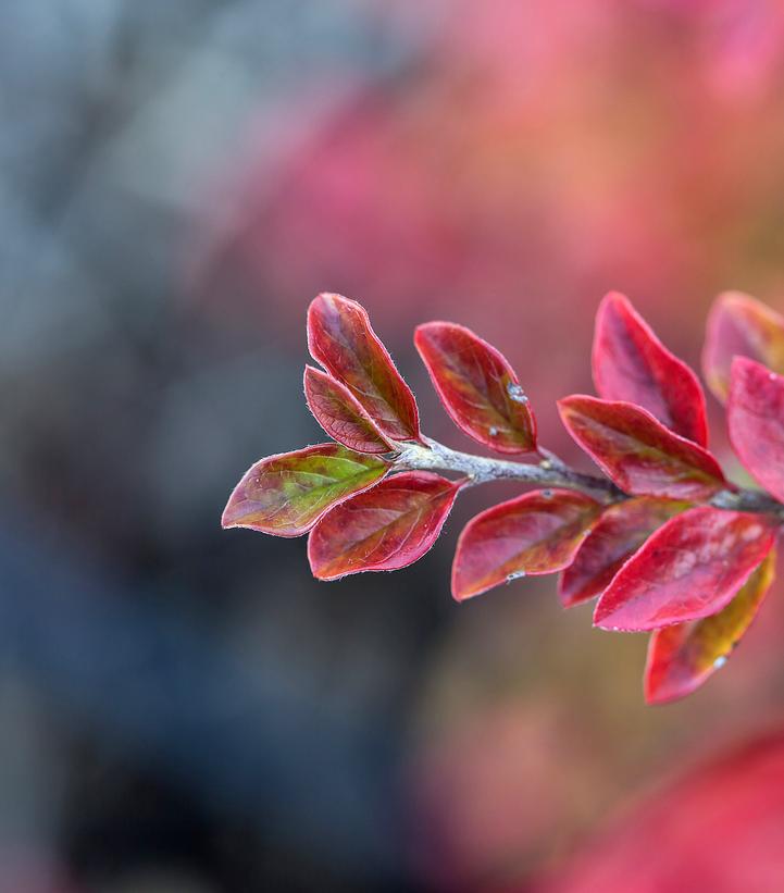 Cotoneaster lucidus x apiculatus Autumn Inferno®