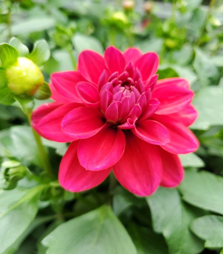 Dahlia Dalaya® Raspberry