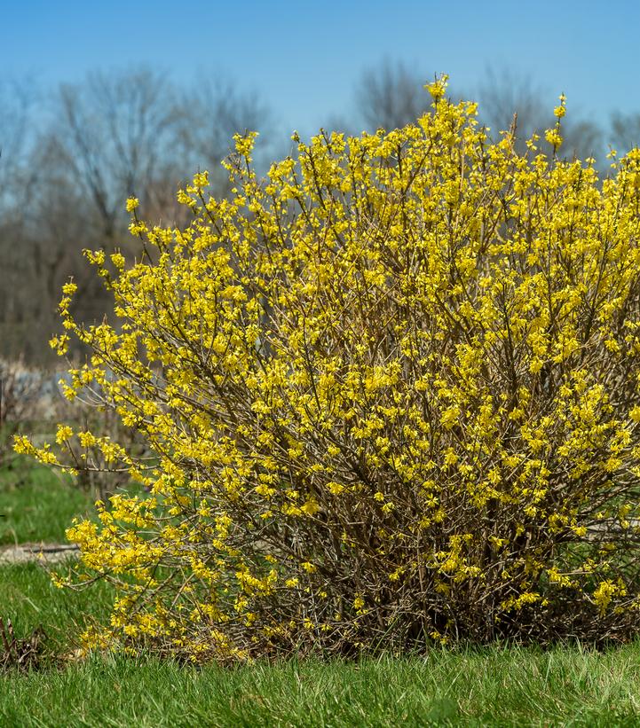 Forsythia Spring Fling™