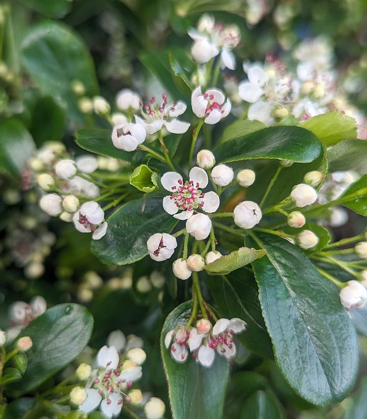 Aronia melanocarpa Low Scape Mound®