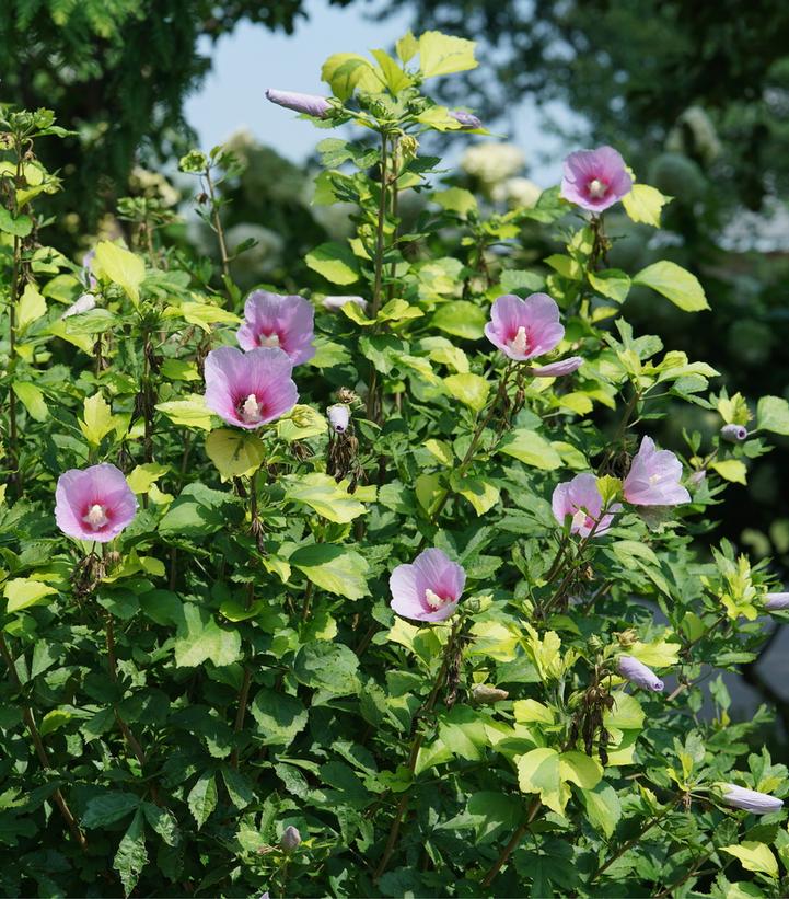 Hibiscus syriacus 'Paraplu Adorned'™