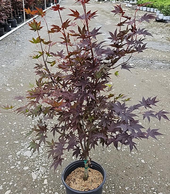 Acer palmatum 'Bloodgood'