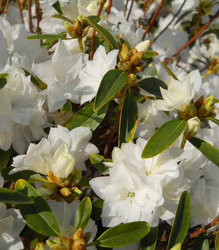 Rhododendron April Snow