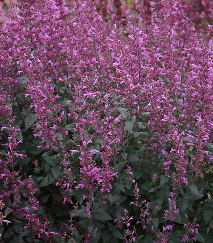 Agastache hybrid Meant to Bee™ 'Royal Raspberry'