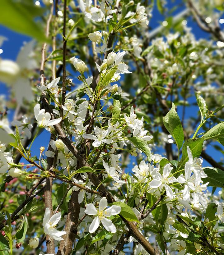 Malus x Starlite®