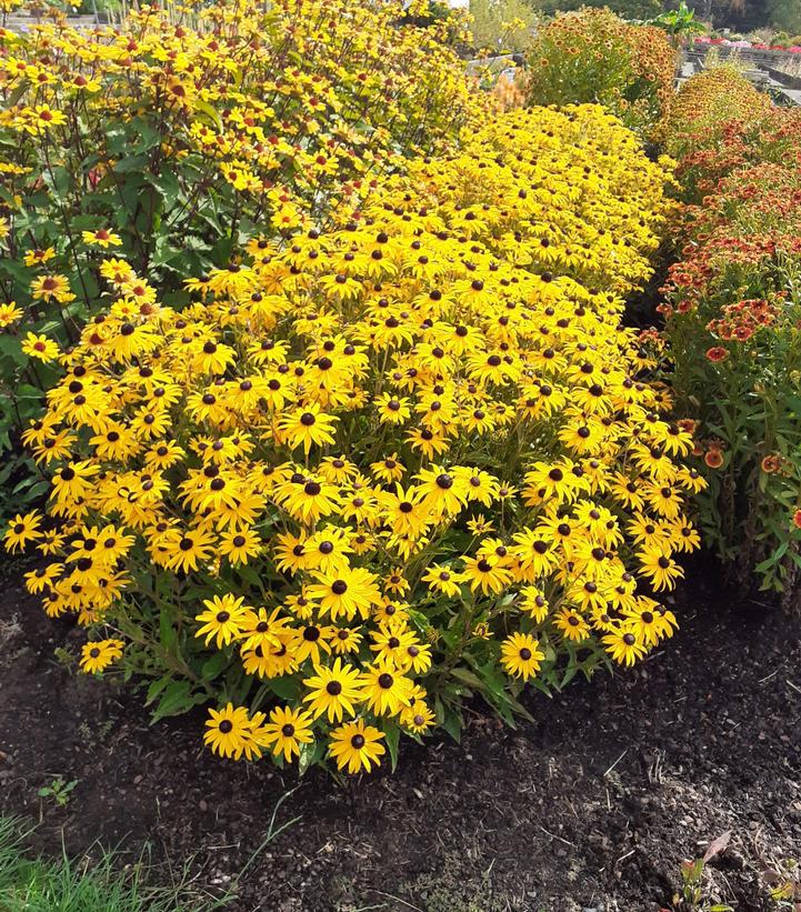 Rudbeckia fulgida 'Goldblitz'