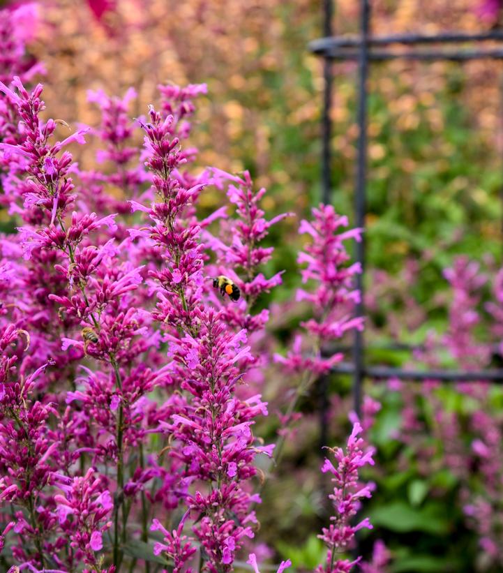 Agastache hybrid Meant to Bee™ 'Royal Raspberry'