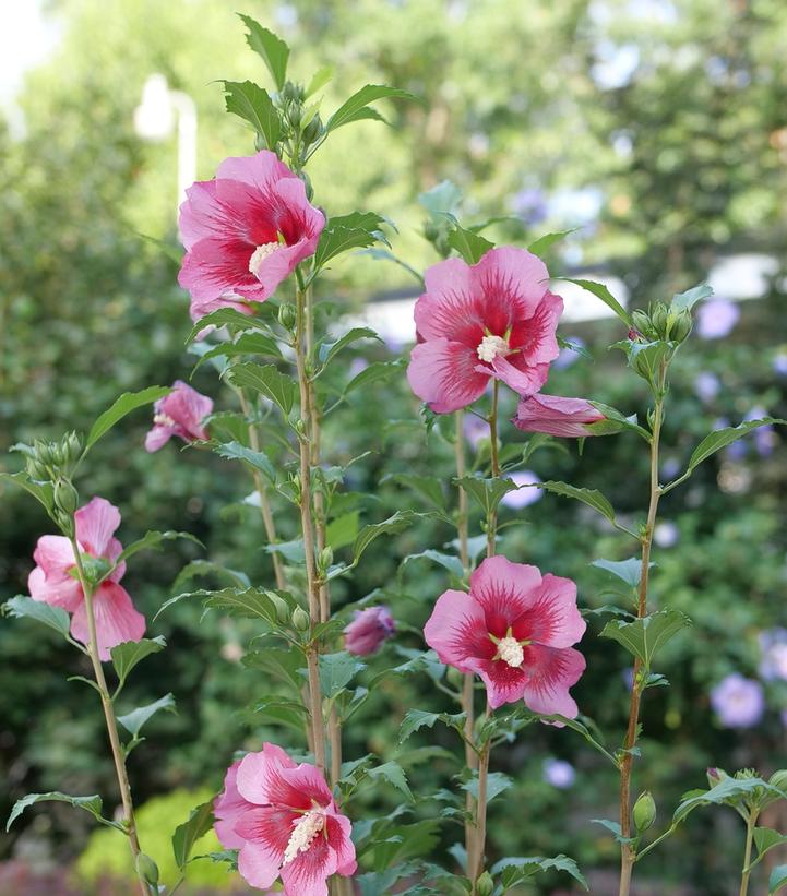 Hibiscus syriacus Red Pillar™