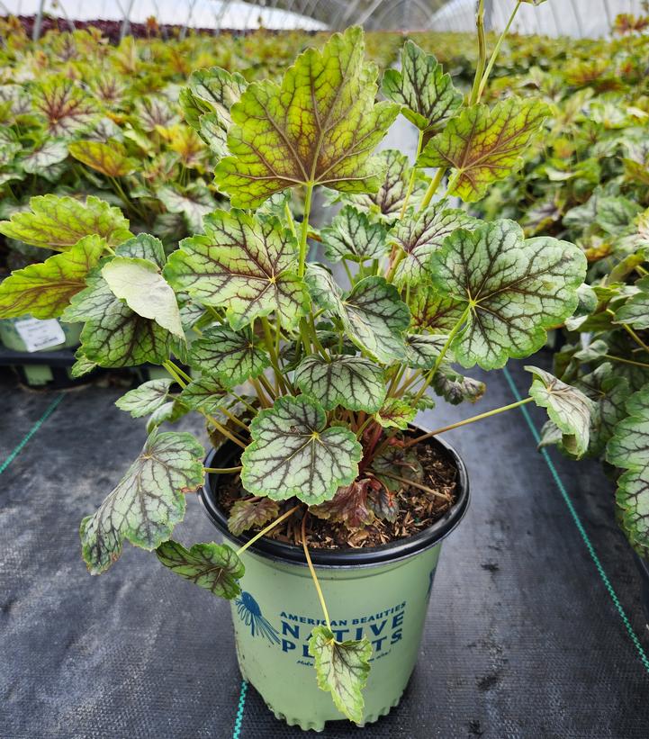 Heuchera americana 'Green Spice'