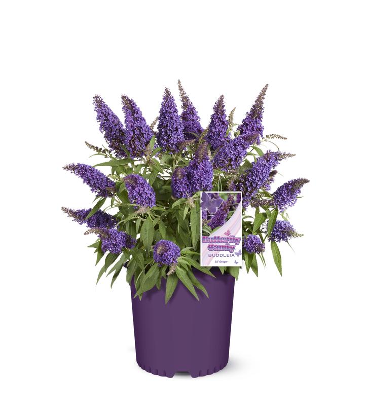 Buddleia davidii Butterfly Candy® Li'l Grape™