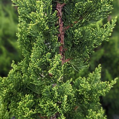 Juniperus chin. Torulosa