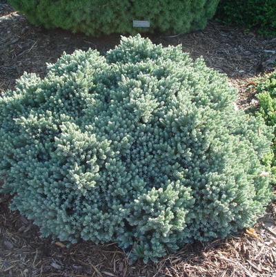 Juniperus squamata 'Blue Star'