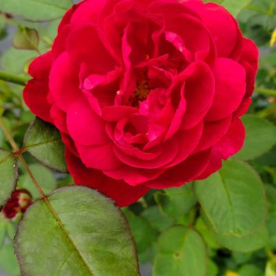Rosa Darcey Bussell