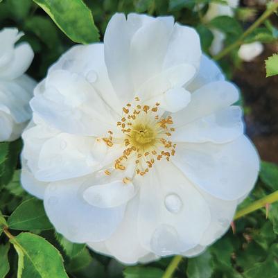 Rosa Flower Carpet- White