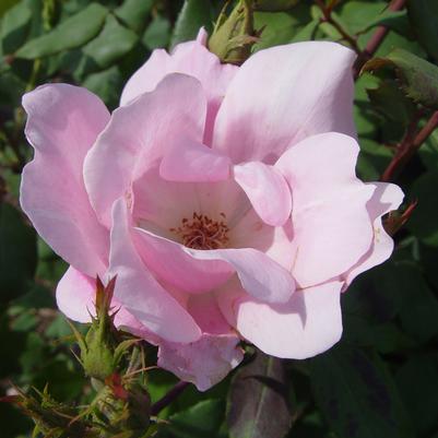 Rosa Knock Out® Blushing Knock Out®
