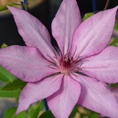 Clematis Gisella™