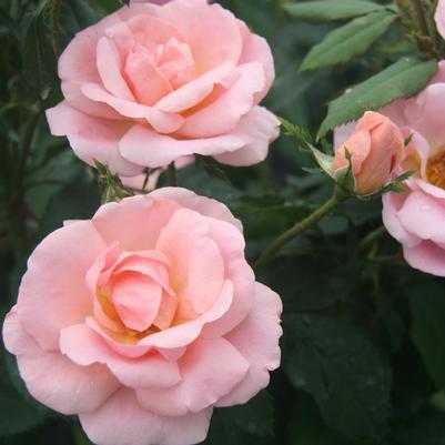 Rosa Knock Out® Peachy Knock Out®
