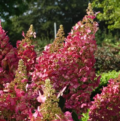 Hydrangea pan. Candelabra™